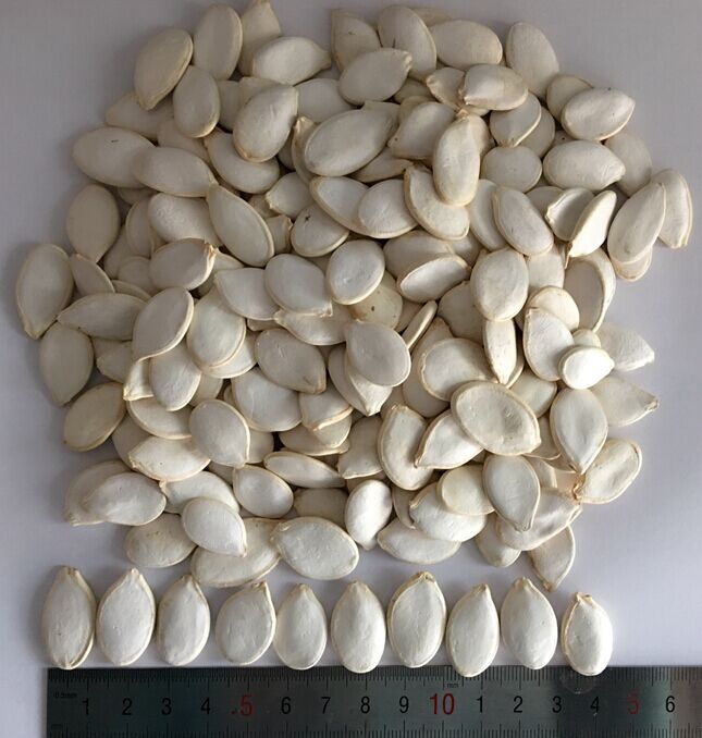 Snow White Pumpkin Seeds 11cm - Image 3