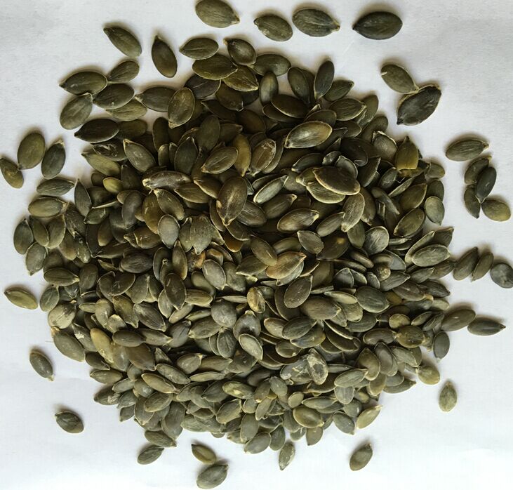 Snow White Pumpkin Seeds 11cm