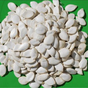 Snow White Pumpkin Seeds 13cm