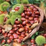 Fresh chestnut