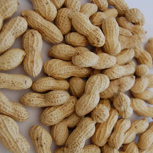 peanut in shell 9/11