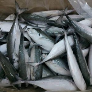 Horse Mackerel