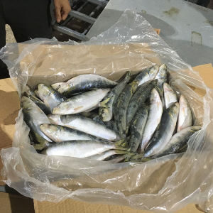 DOTTED GIZZARD SHAD
