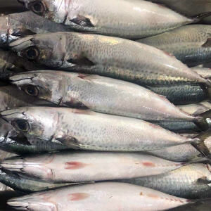 SPANISH MACKEREL