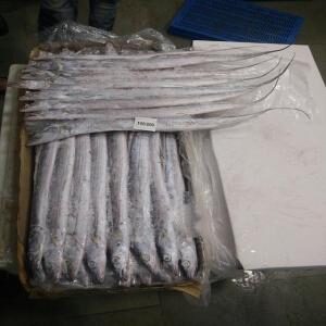 RIBBON FISH