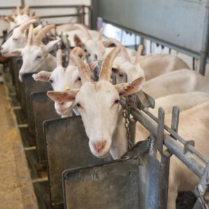 BOER GOATS