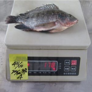 Frozen Tilapia
