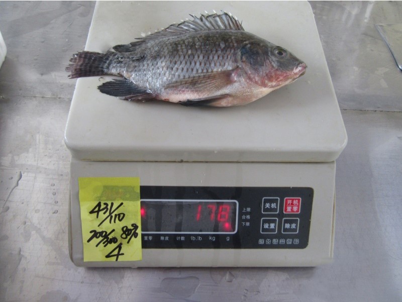 Frozen Tilapia