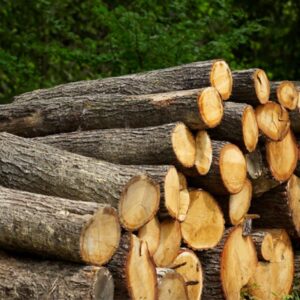 Oak Logs