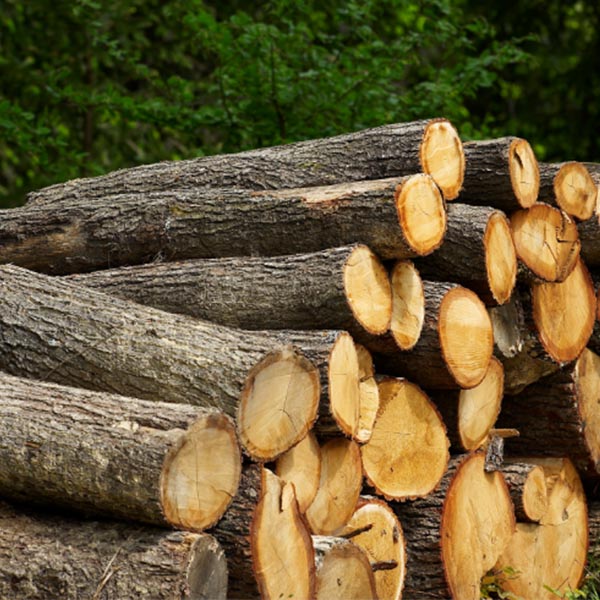 Oak Logs