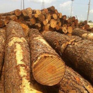 Pine Logs
