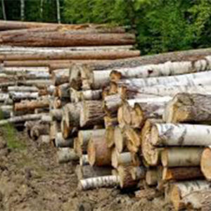 Poplar Logs