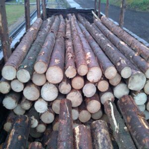 Spruce Logs