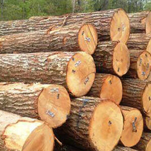 Eucalyptus Logs